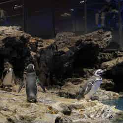 すみだ水族館(C)モデルプレス