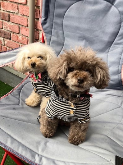 堀ちえみのオフィシャルブログ（Ameba）より