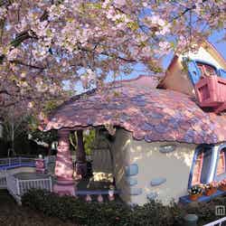 カワヅザクラ（3月下旬～4月上旬）／ディズニーランド・トゥーンタウン「ミニーの家」付近／（C）Disney