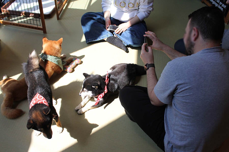 原宿乃豆柴カフェ豆柴