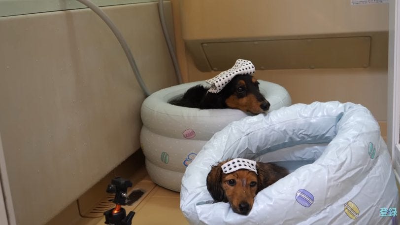お風呂愛が止まらない!子犬と一緒に至福の入浴タイム