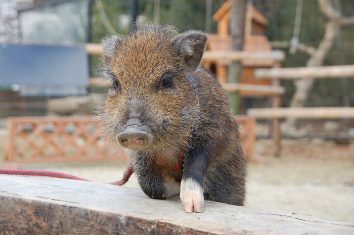 かわいい動物を見れば自然とテンションも上がるもの/photo by GAHAG