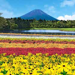 虹の花まつり/画像提供:富士急行