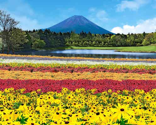 富士山×花々の絶景イベント「虹の花まつり」初開催、約8万株のカラフルな彩り