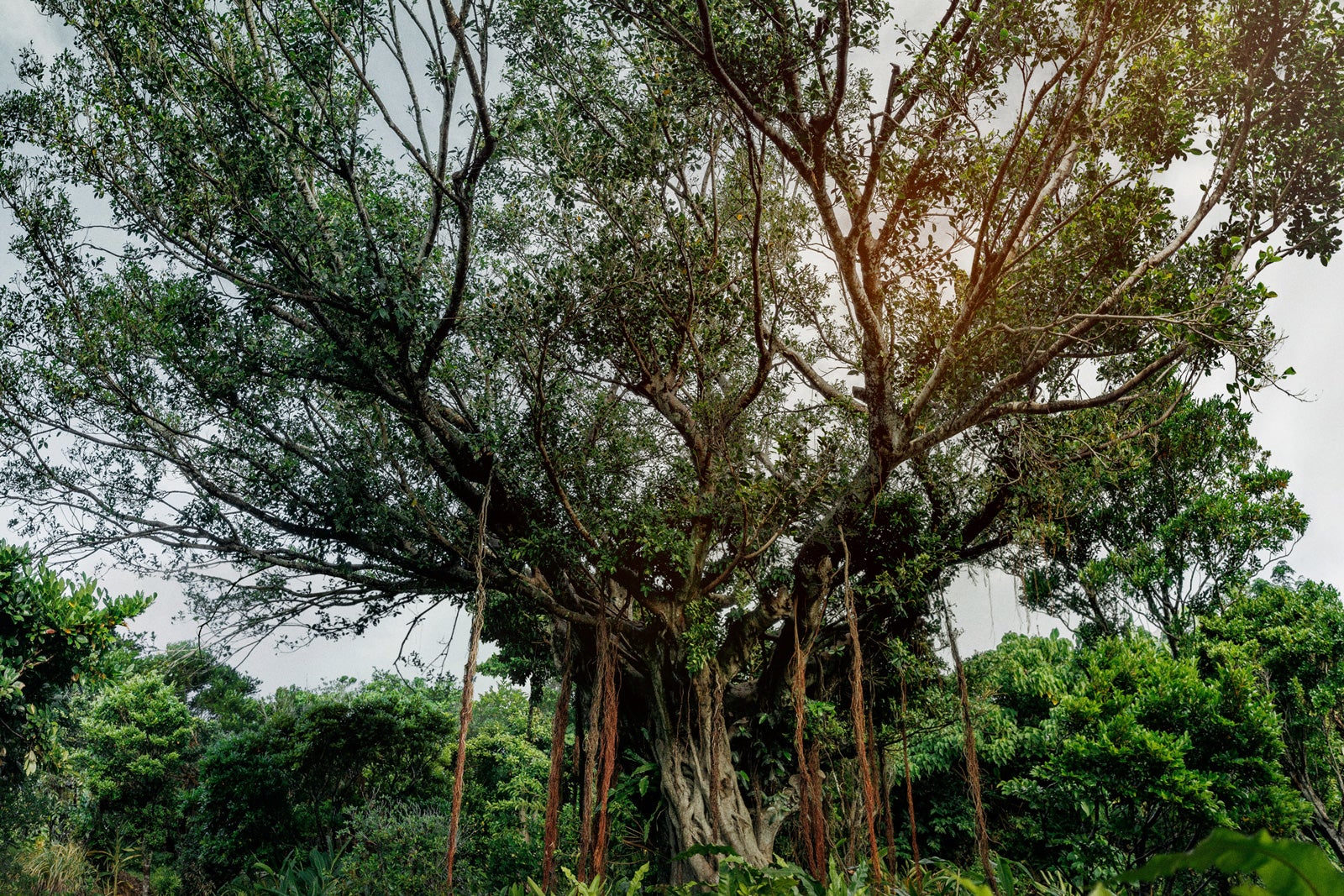 「木の上の軍隊」撮影のガジュマル（C）2025「木の上の軍隊」製作委員会