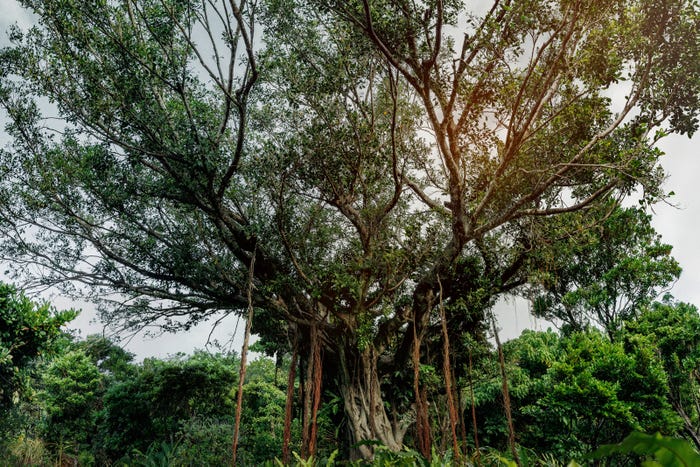 「木の上の軍隊」撮影のガジュマル(C)2025「木の上の軍隊」製作委員会