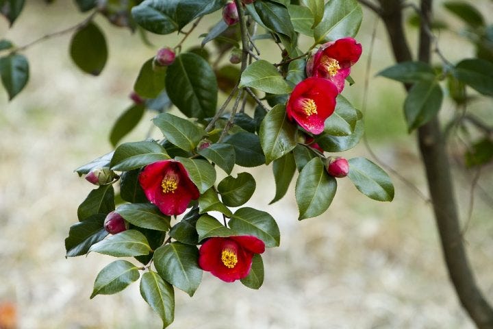 四季別 かっこいい花言葉14選 知るとその花が好きになるとっておきを集めました モデルプレス