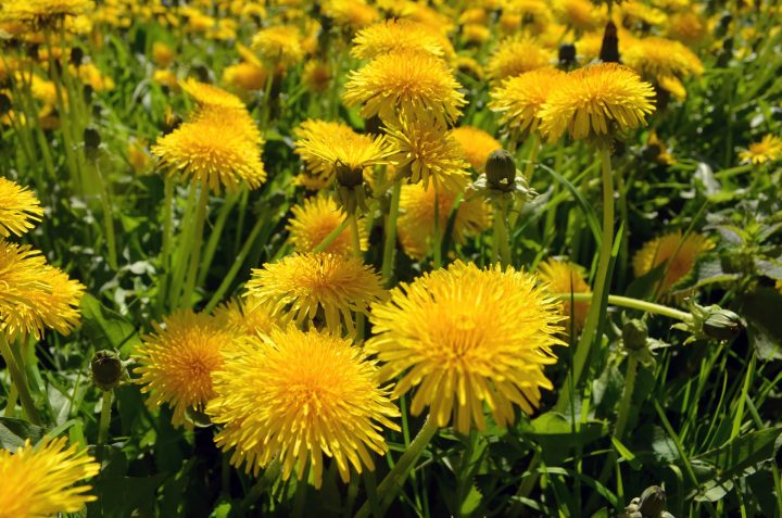 黄色い花には素敵な花言葉がたくさん ポジティブな意味をもつ植物まとめました モデルプレス 黄色い花には素敵な花言葉がたくさん ポジティブな意味をもつ植物まとめました モデルプレス