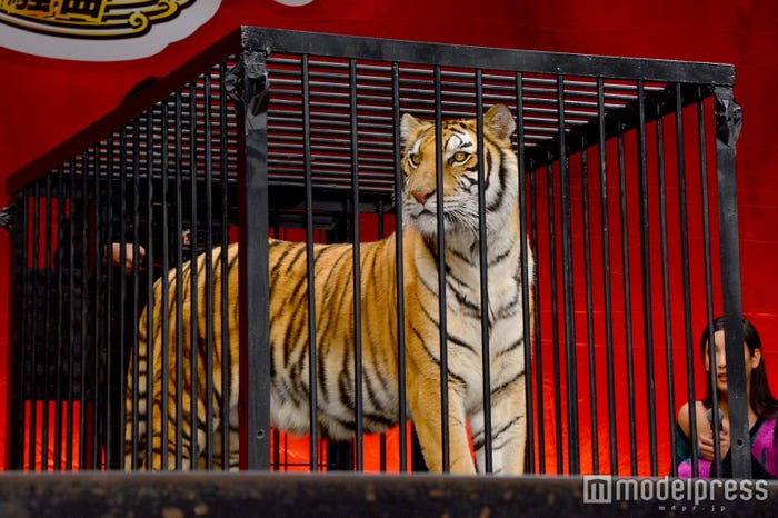 アンジー (C)モデルプレス