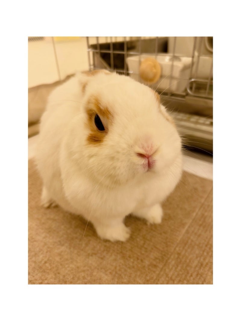 安めぐみオフィシャルブログより