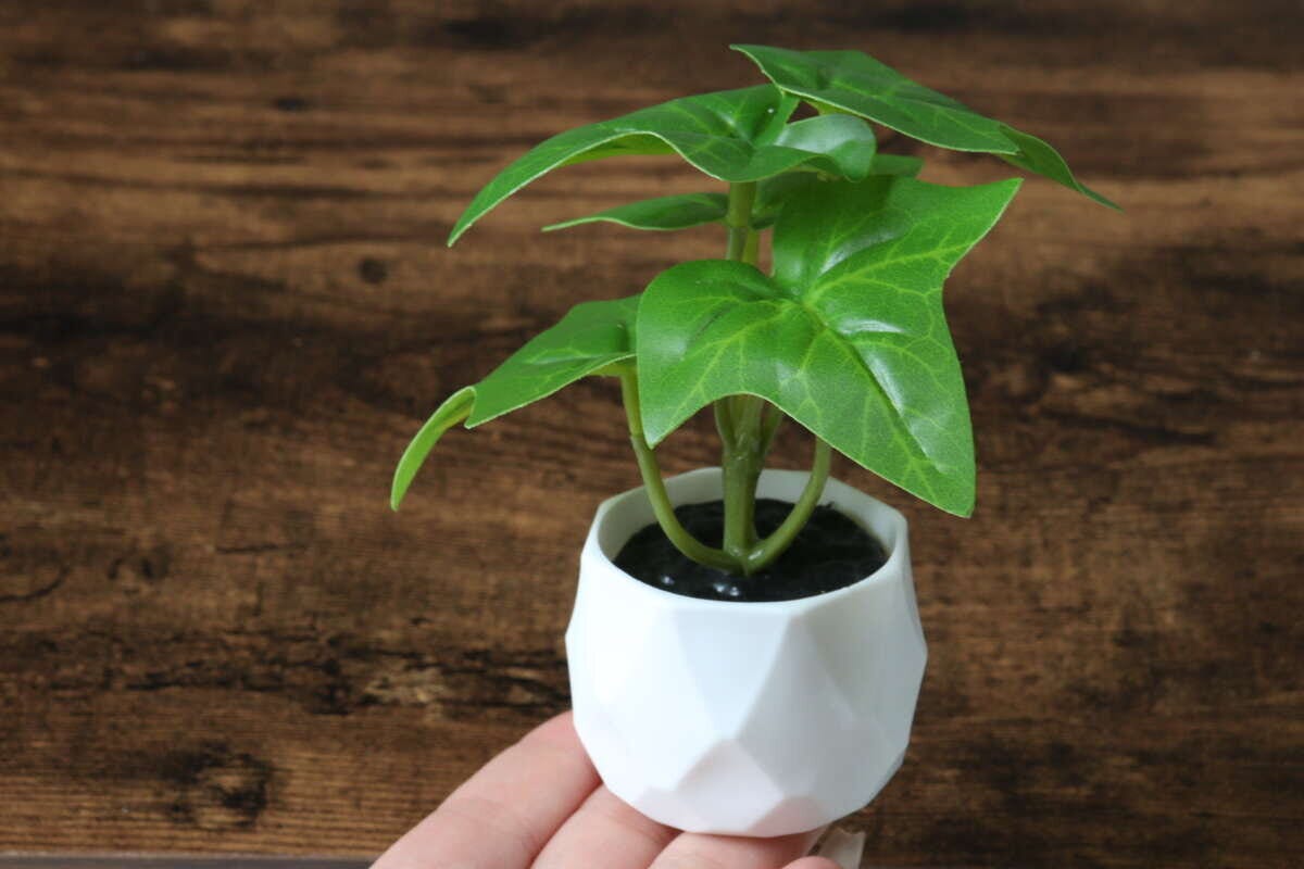 ダイソー　グリーンポット　ミニサイズ