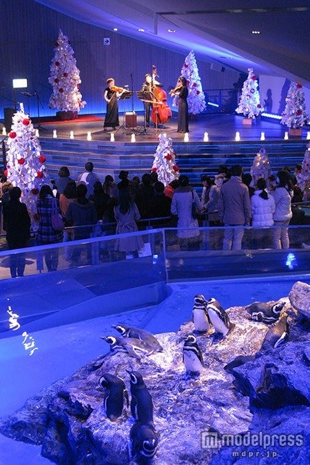 ペンギンと音楽の夜（昨年の様子）／画像提供：すみだ水族館