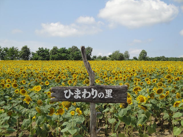 ひまわりの里 by alberth2