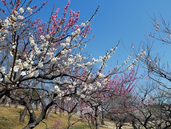 約130品種300本の梅が植えられており、紅白咲き乱れる様子は圧巻