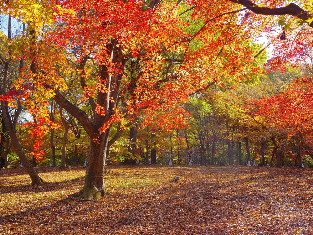 国営武蔵丘陵森林公園（提供画像）