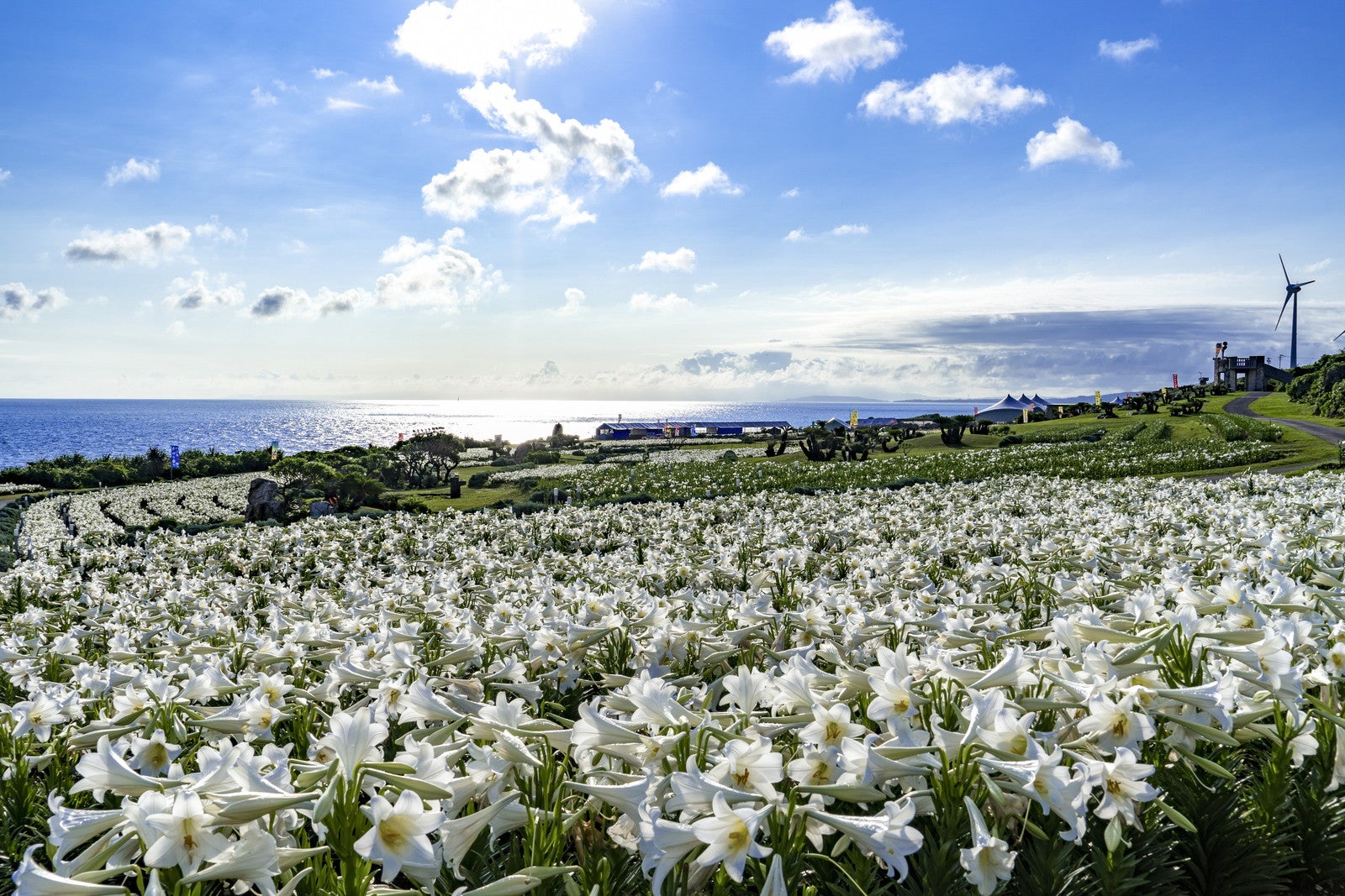 伊江島「リリーフィールド公園」のゆり祭り／提供画像