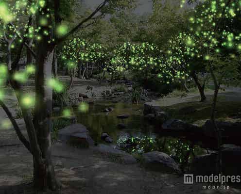 幻想的な冬蛍の光をイメージ  京都でLED2万超のライトアップ初開催
