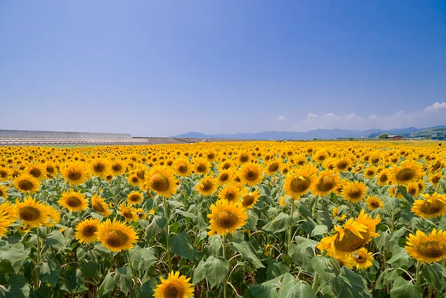 花の海／Sunflower field　向日葵畑 by kenchoroid (Amateur Photographer)