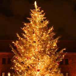 クリスマスツリー/画像提供:横浜赤レンガ倉庫