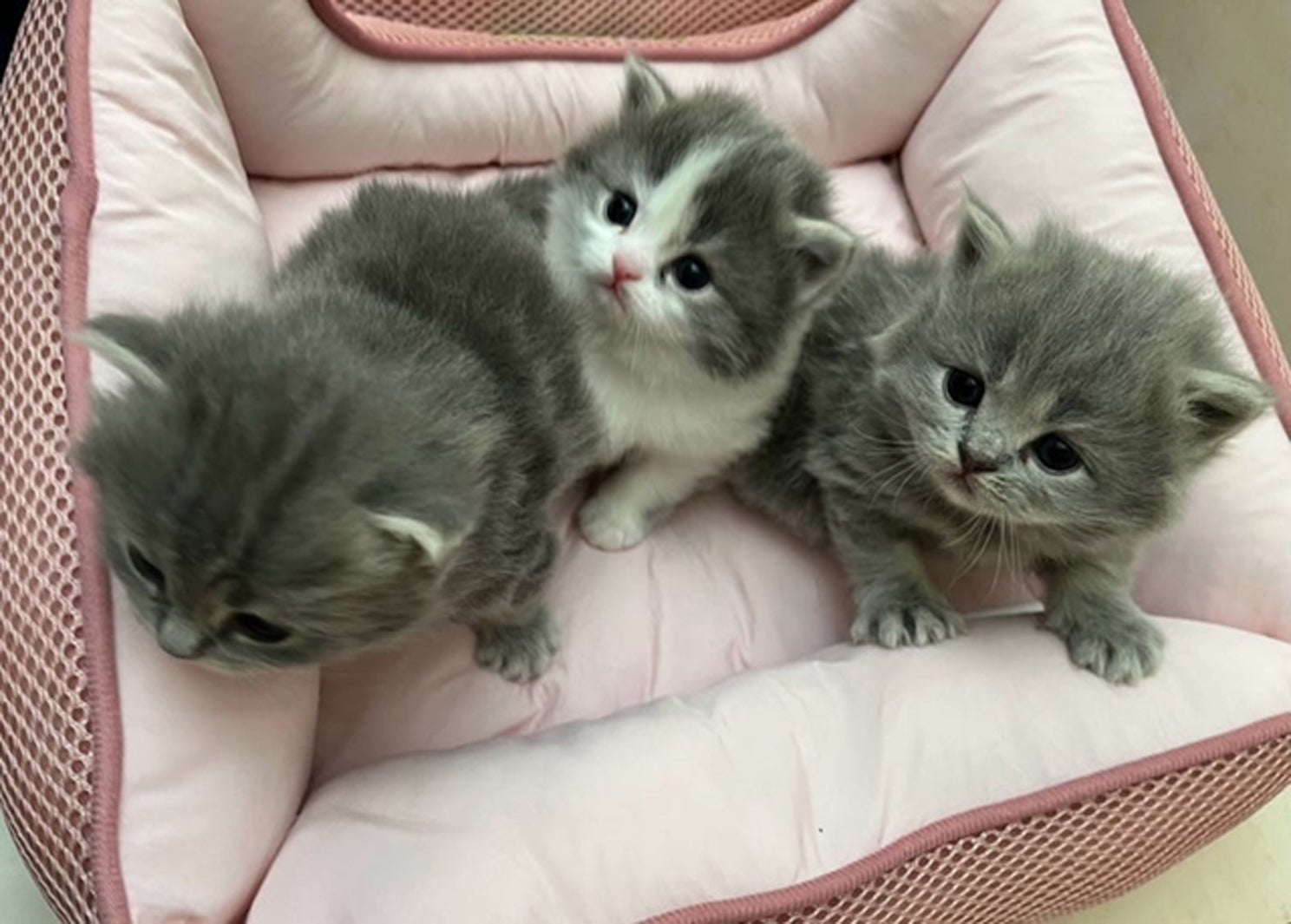 高橋克典オフィシャルブログより