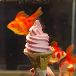 「金魚ソフトクリーム」360円／画像提供：すみだ水族館 
