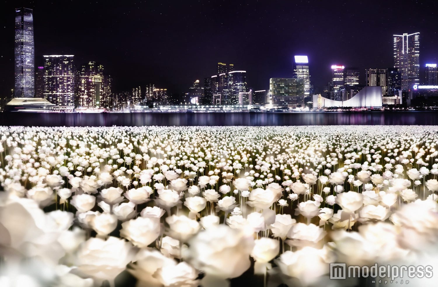 「光るバラの海」が息を呑む美しさ♡香港の夜景を彩る25000本のバラがライトアップ
