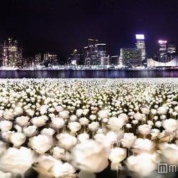 光るバラの海 が息を呑む美しさ 香港の夜景を彩る本のバラがライトアップ モデルプレス 光るバラの海 が息を呑む美しさ 香港の夜景を彩る本のバラがライトアップ モデルプレス