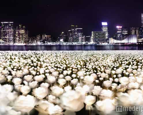 「光るバラの海」が息を呑む美しさ♡香港の夜景を彩る25000本のバラがライトアップ