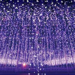 あしかがフラワーパーク/提供画像