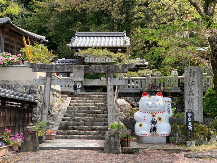 キュートな招き猫がお出迎え。猫好きにはたまらない「お松大権現」(徳島)/提供写真