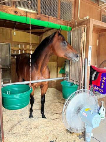 年度代表馬フォーエバーヤングが函館競馬場入厩 矢作師「もう一段パワーアップしていい体になった。いい状態」