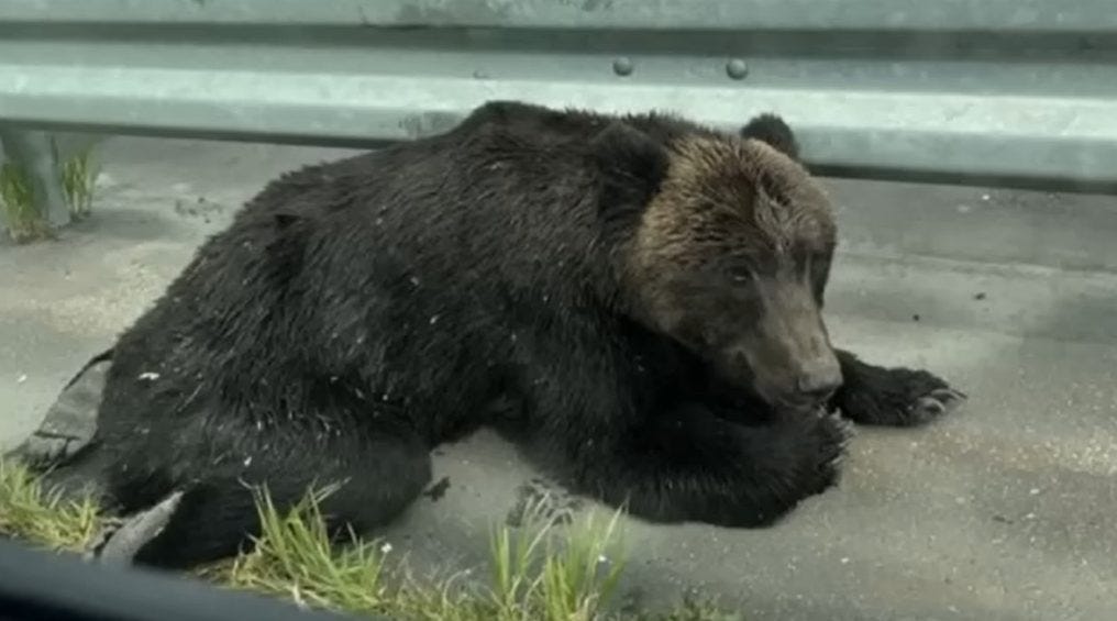 北海道でケガをしたクマが出現！救助は無理？「〇〇が保護しろ」の声も！