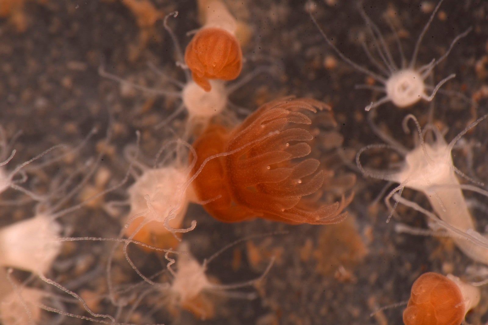 ミズクラゲ(ストロビラ)（提供画像）