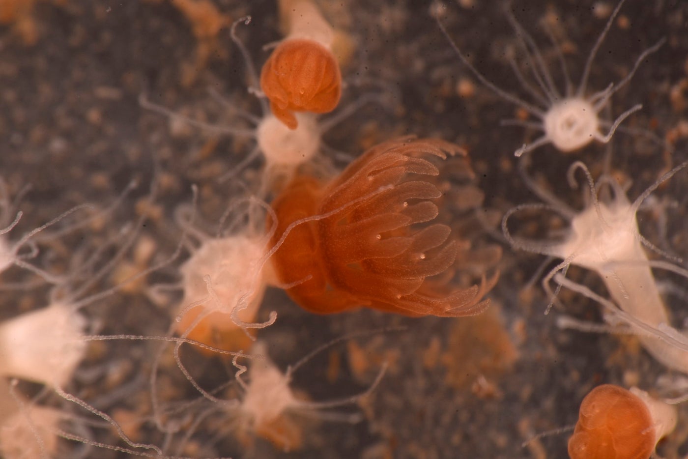 ミズクラゲ(ストロビラ)（提供画像）