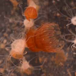 ミズクラゲ(ストロビラ)(提供画像)