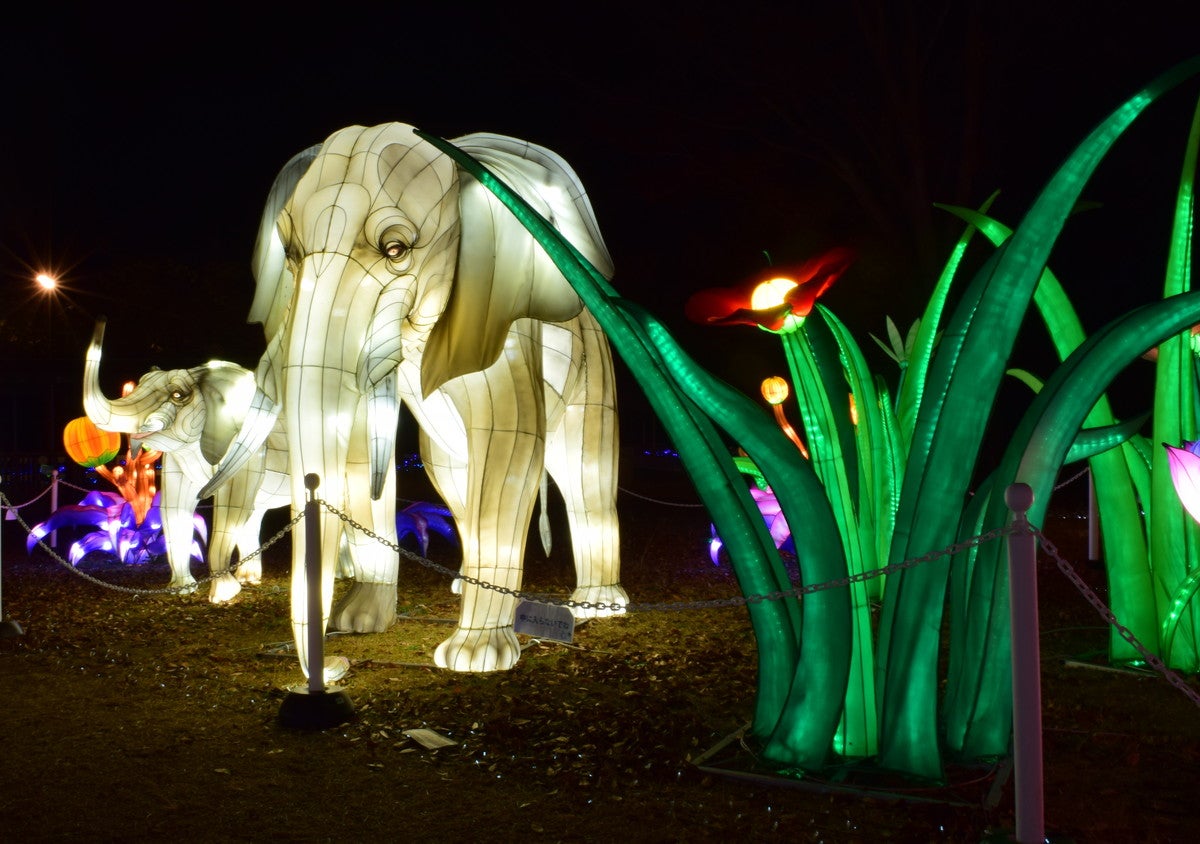 ウインターイルミネーション／画像提供：東武動物公園