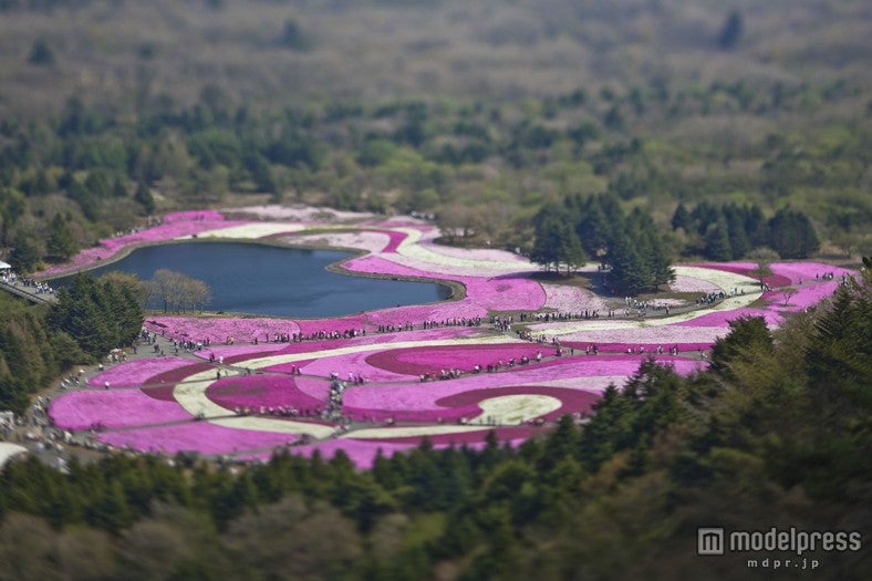 19日より開催される「2014富士芝桜まつり」