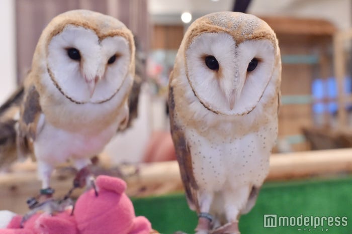 メンフクロウ メンちゃん&メンメンがお出迎え(C)モデルプレス