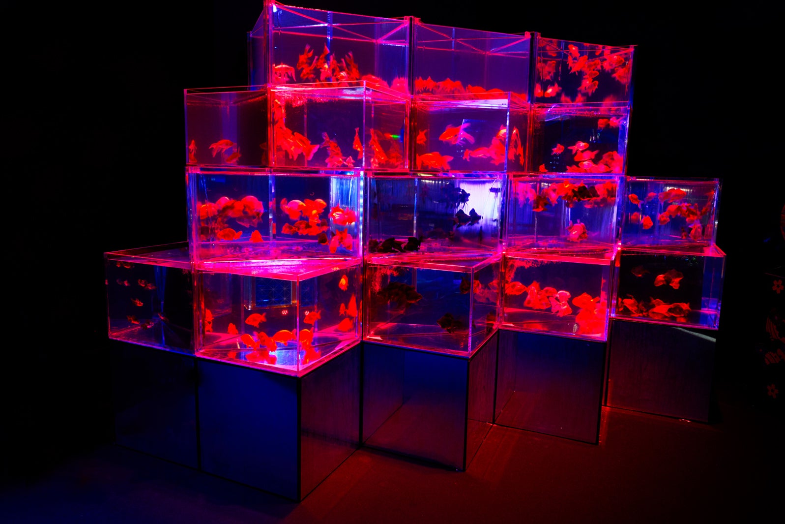 アクアゲート／画像提供：アートアクアリウム実行委員会