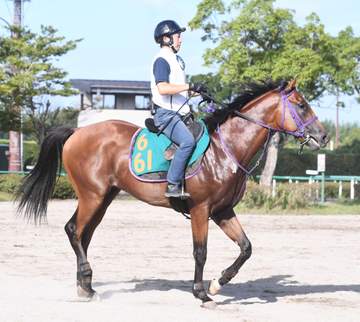 【新馬戦】サトノアニマ 兄ディープボンド級の活躍期待 鹿戸師「それくらいになってくれれば」