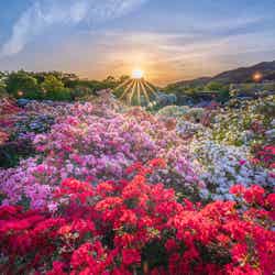 ふじのはな物語/画像提供:足利フラワーリゾート