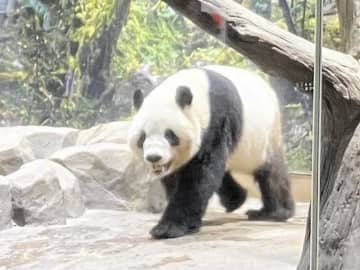 パンダ搭乗の飛行機→ネットが追跡「フライトレーダー」まさかの世界1位の閲覧人数に 「上空通った！」「目が離せない」 成田→横浜→名古屋→大阪→福岡通過して