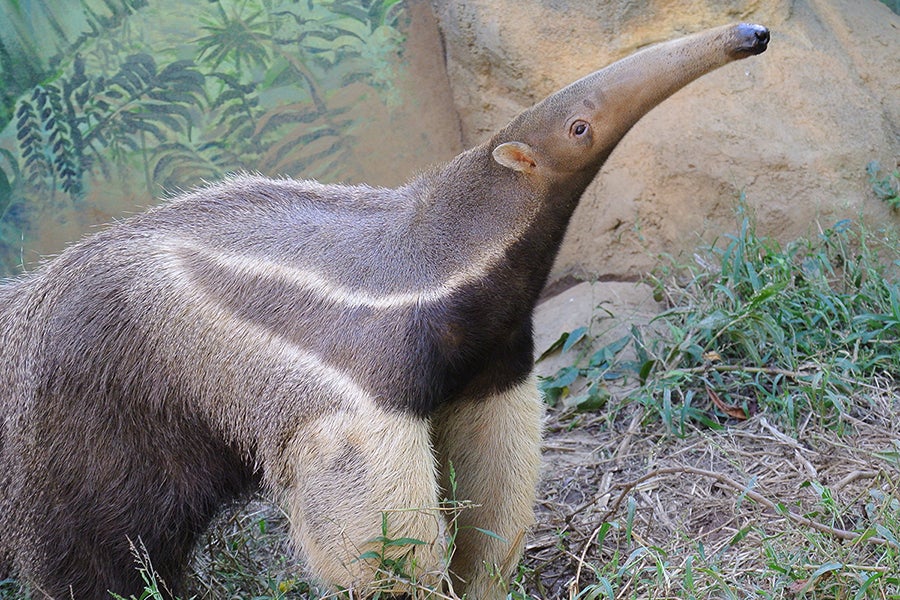 江戸川区自然動物園