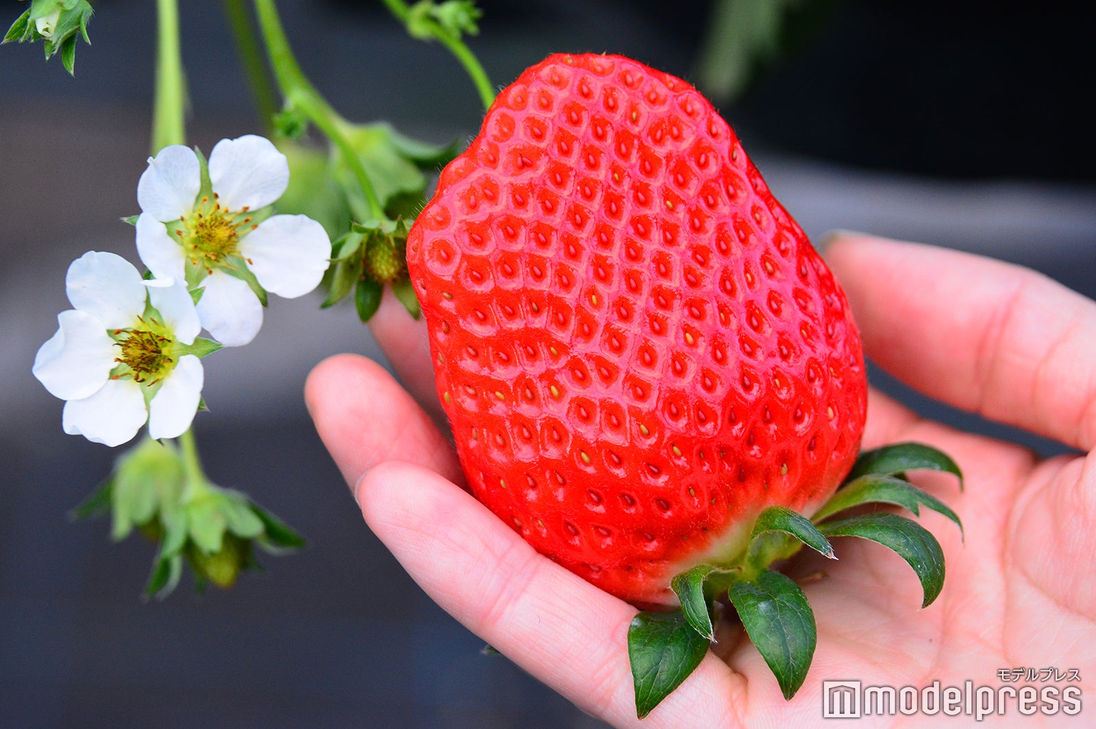 手のひらサイズの大ぶりいちごも驚くほど甘い！（C）モデルプレス