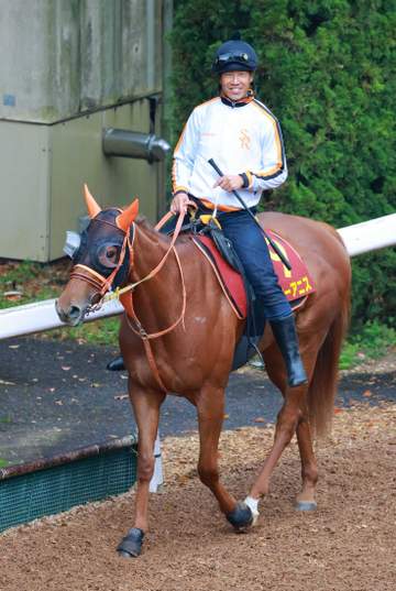 【桜花賞】スターアニス 絶好の仕上がり 高野師「またがった瞬間の感覚がさらに良くなっていた」