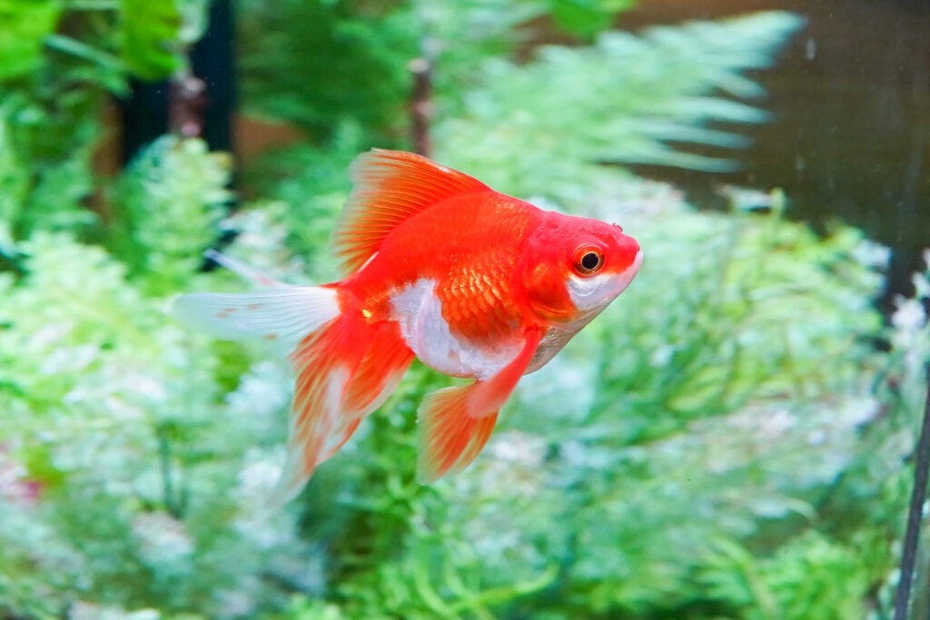 沖縄金魚ミュージアム〜龍と金魚のものがたり／提供画像