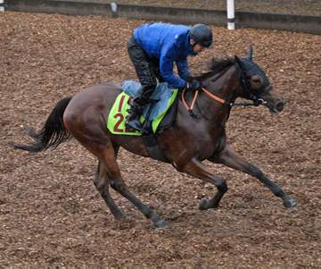 【新馬戦】ユタライト 伯母はアーモンドアイ！良血馬がデビュー星狙う 宮田師「前進気勢を併せ馬で応援中」丹念乗り込みで良化中