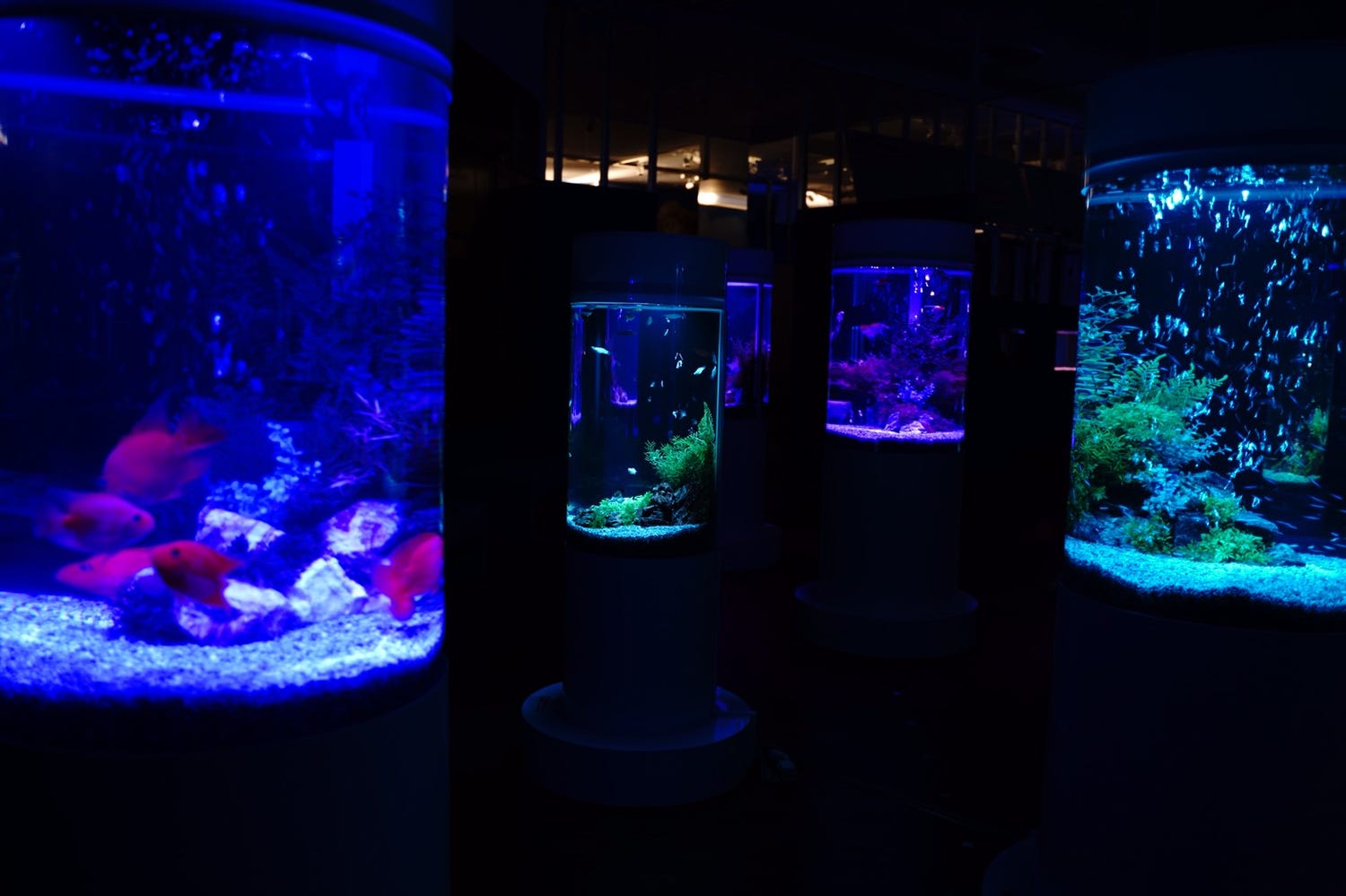 カフェ型水族館「ジュエリーアクアリウム」イオンモール木更津で、2,000匹の魚舞う幻想空間