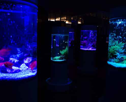 カフェ型水族館「ジュエリーアクアリウム」イオンモール木更津で、2,000匹の魚舞う幻想空間
