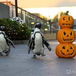 ペンギンパレード～Halloweenバージョン～／画像提供：横浜八景島